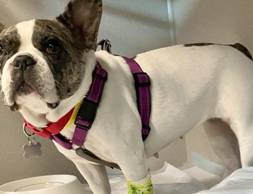 Lola’s Story