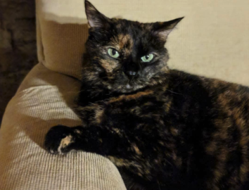 Patches’ Story