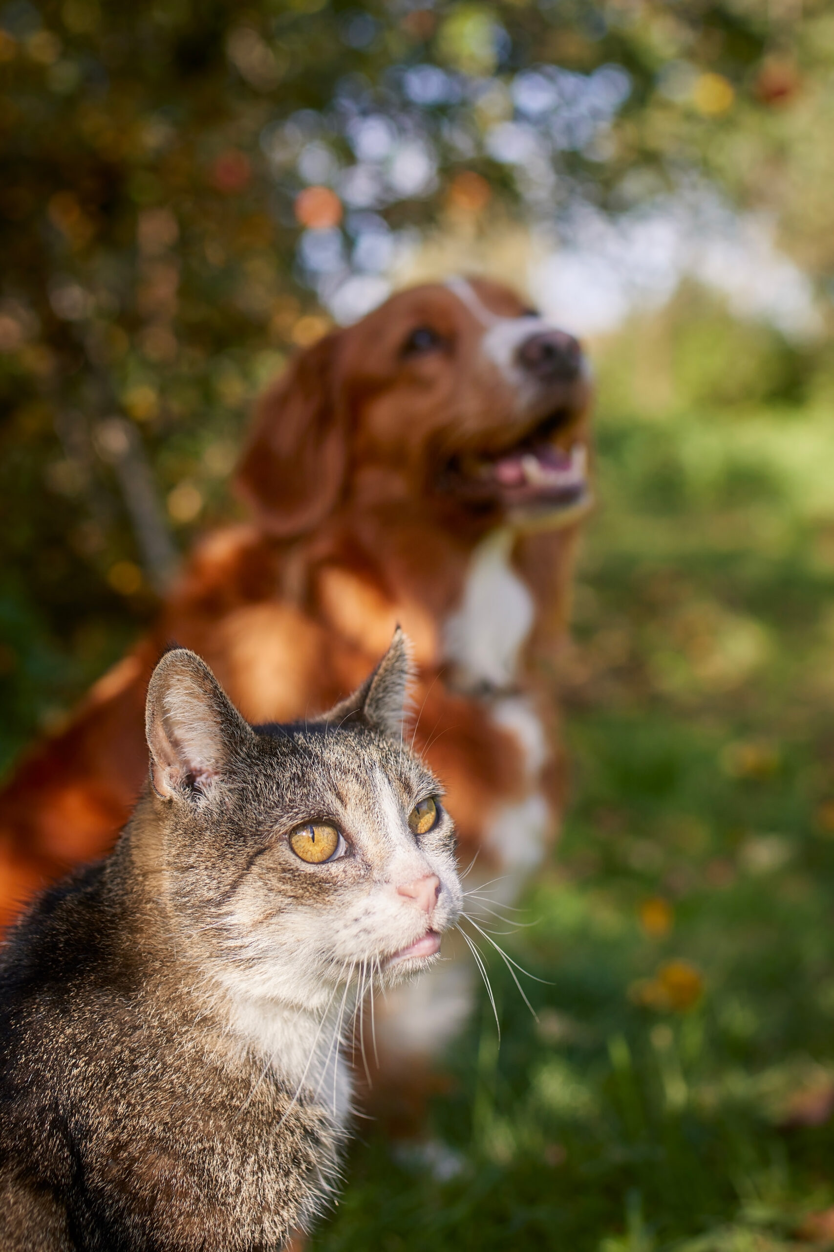 cat-and-dog-sitting-together-in-grass-during-autum-2026-03-18-20-48-56-utc