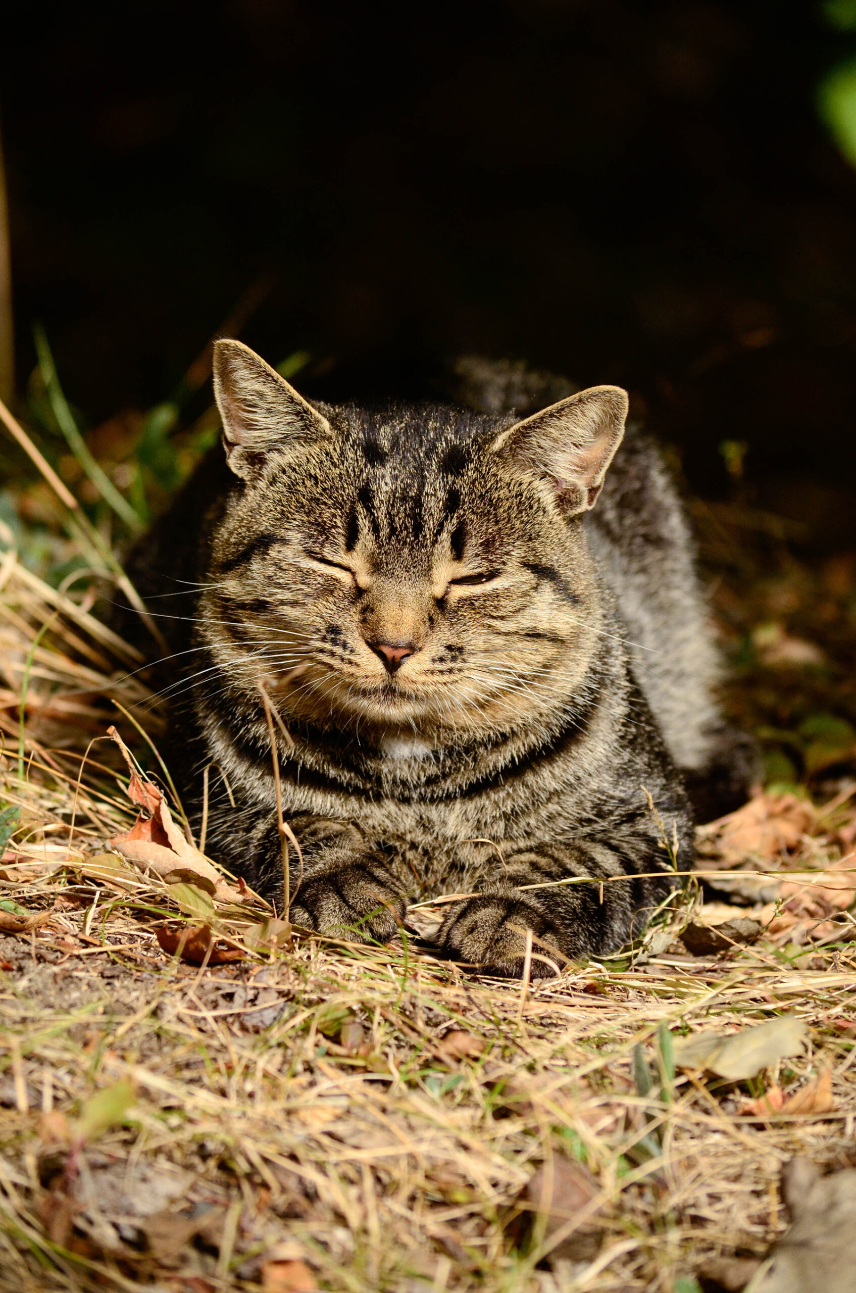 wild-cat-2026-03-09-03-27-110-utc