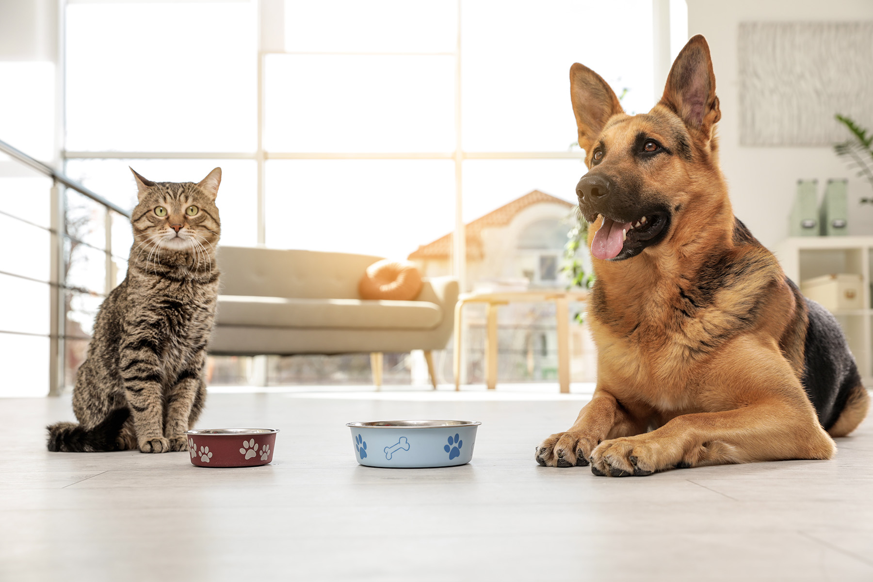 cat-and-dog-together-with-feeding-bowls-on-floor-i-2026-03-13-19-33-39-utc