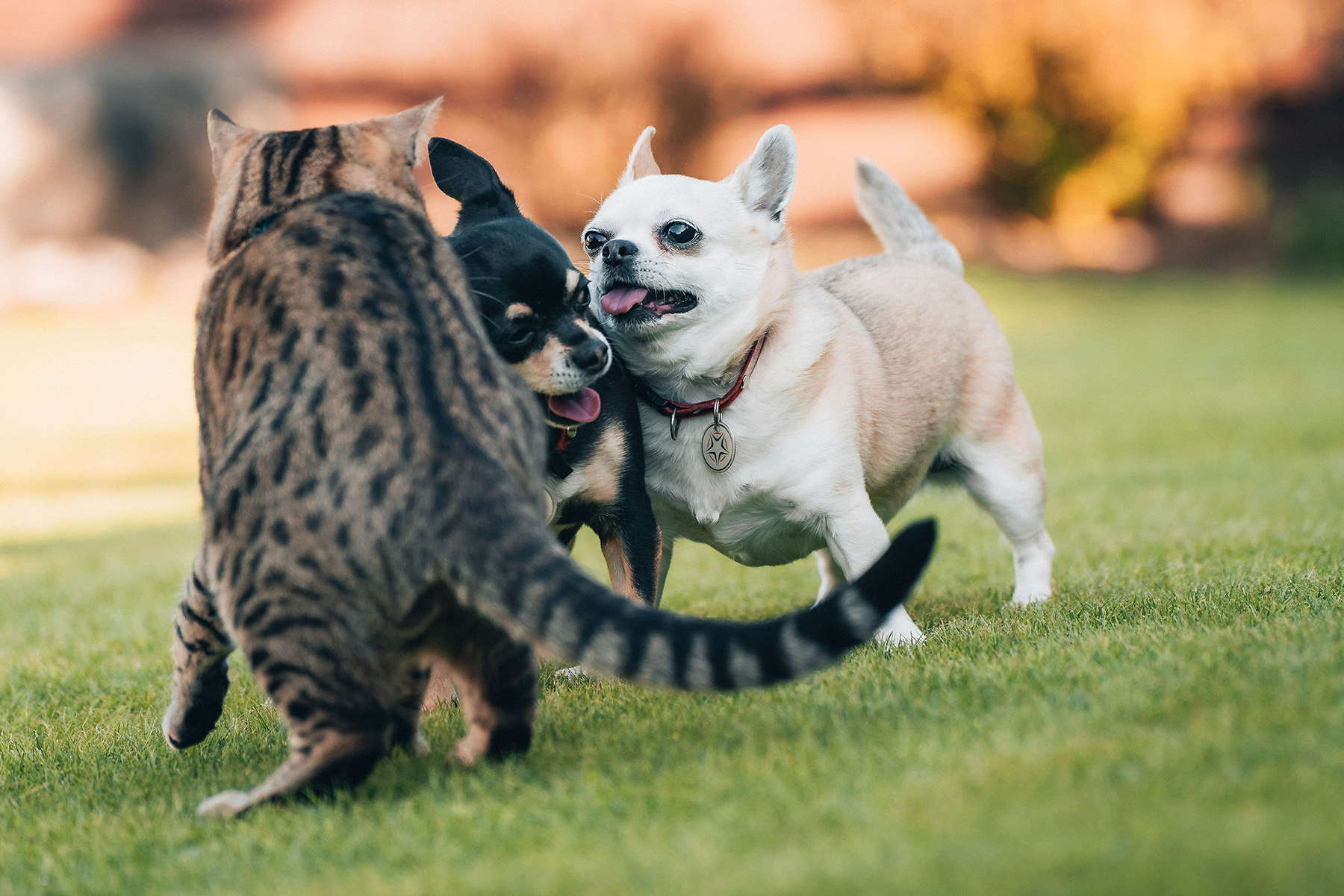 cats-and-a-dog-enjoying-a-leisurely-outdoor-play-s-2026-01-07-06-34-12-utc